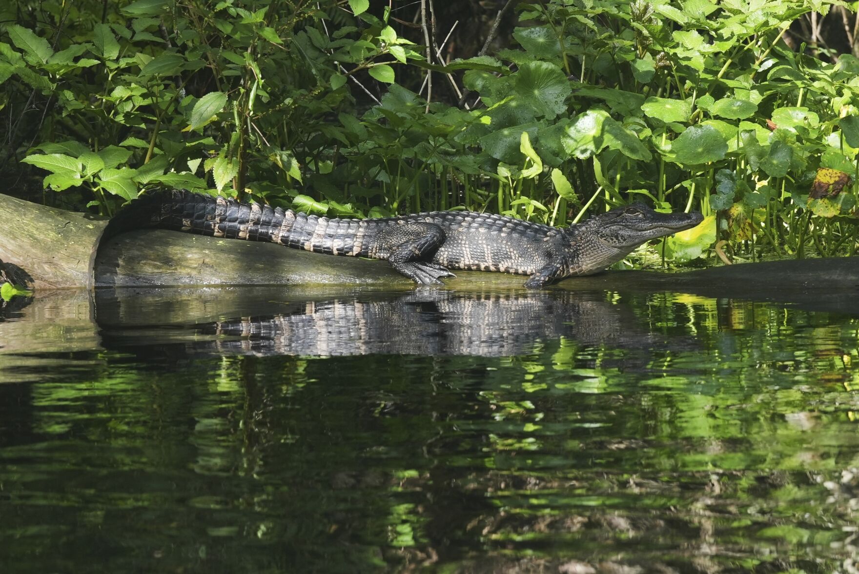Climate Florida Springs